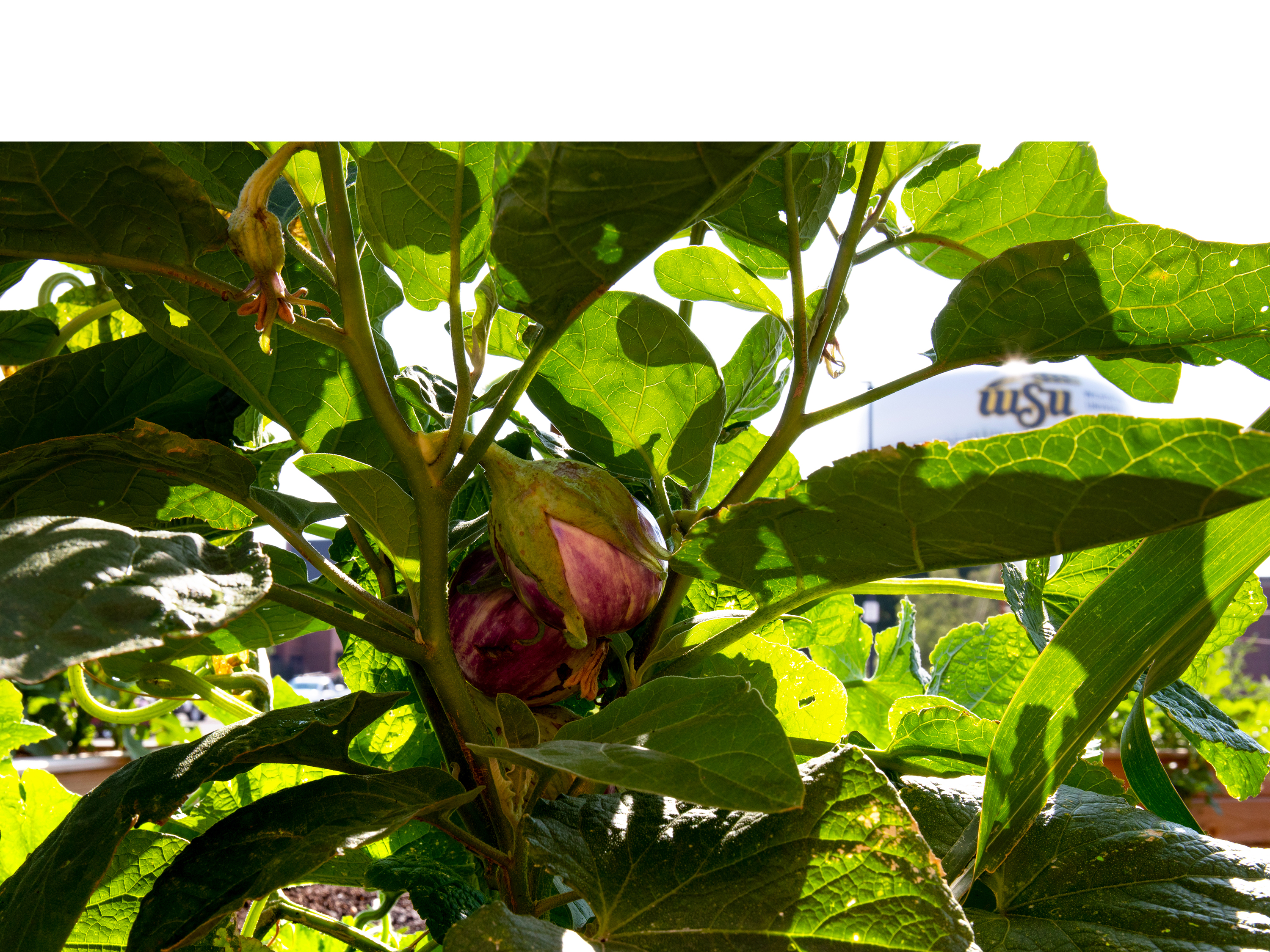 An eggplant grows in the WSU Community Garden. In the background, the WSU water tower peeks through the vines.