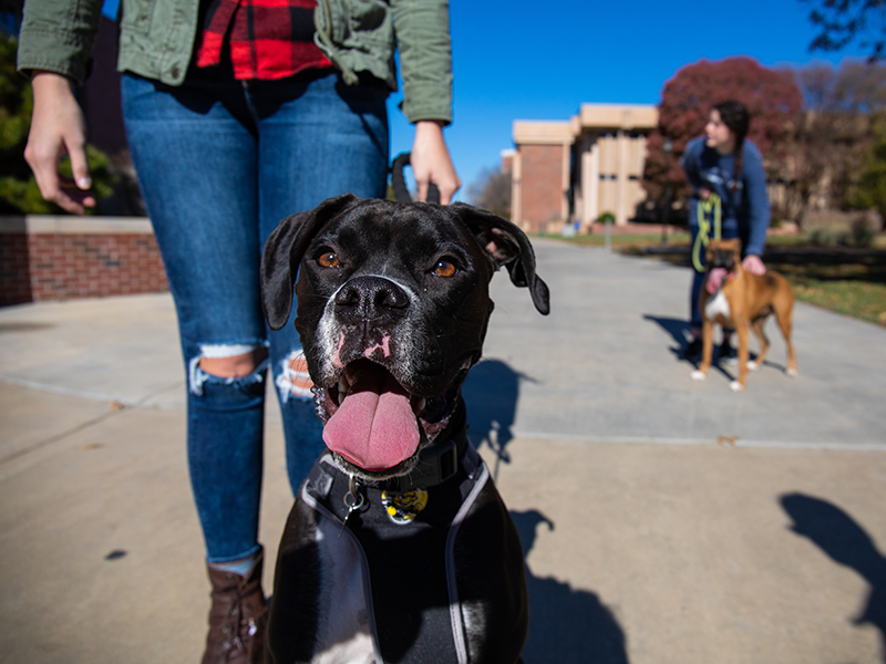 Student walking with dog