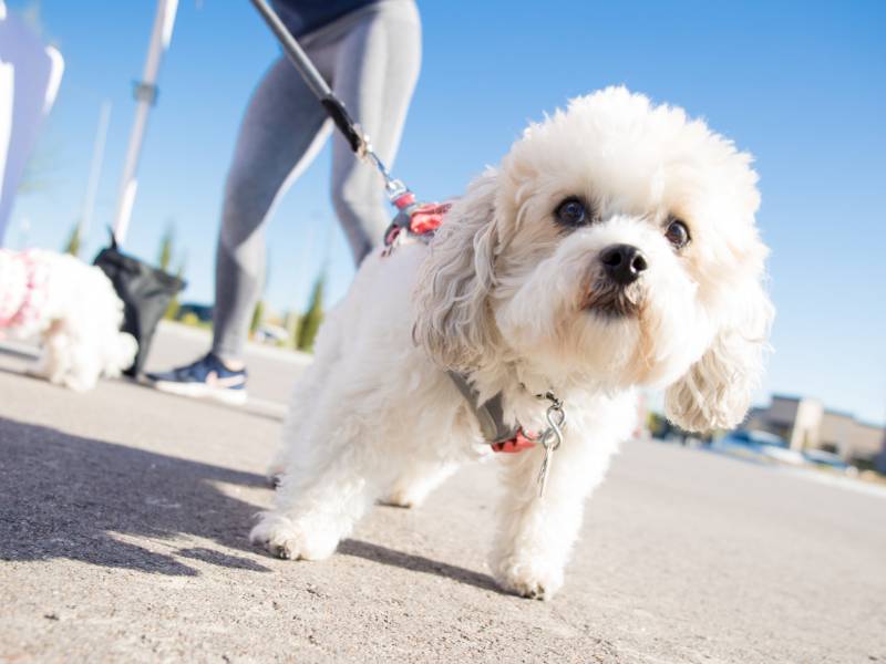 Dogs walking on campus