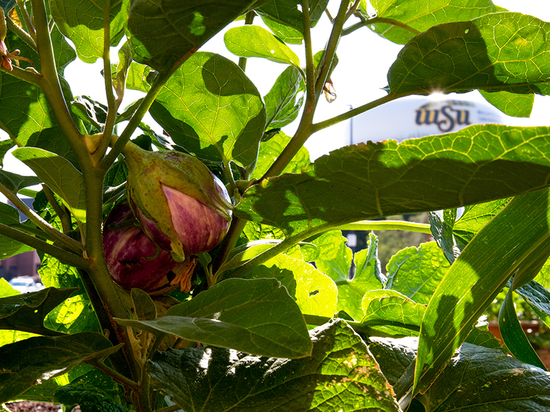 Close-up of a vegetable with the WSU water tower visible in the background