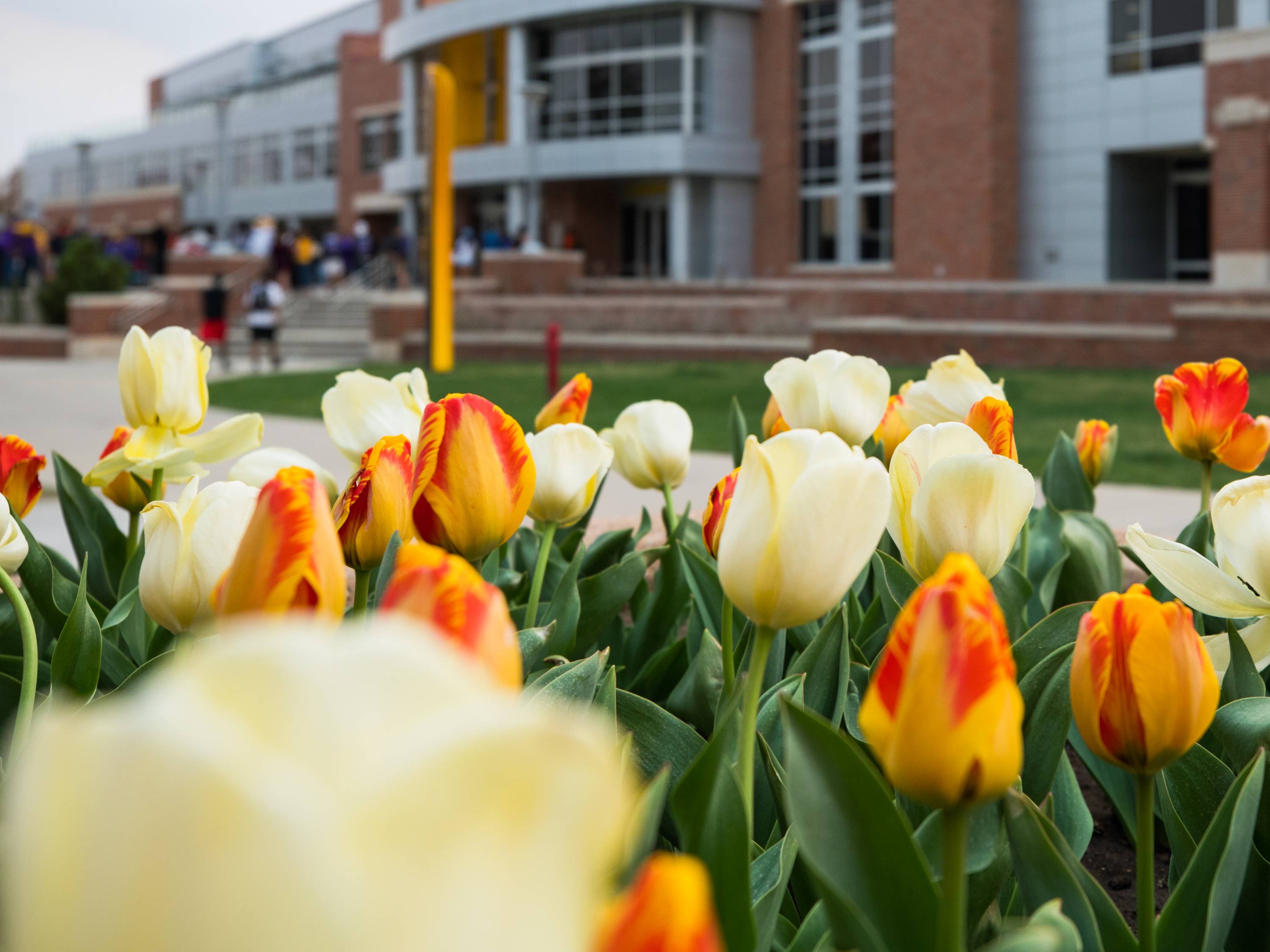 Tulips in front of the Rhatigan Student Center.