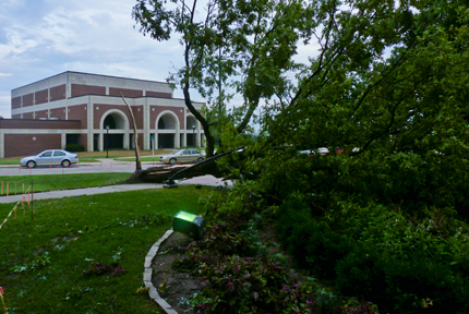 view of downed tree looking west