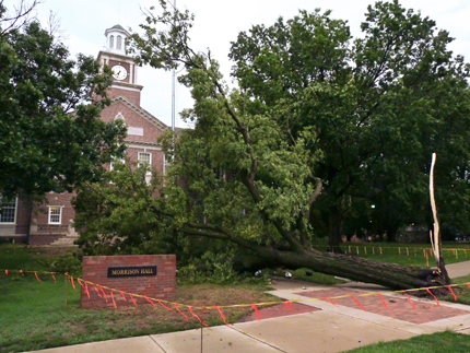 A large elm tree lays across the approach to Morrison Hall on the Wichita State main campus.