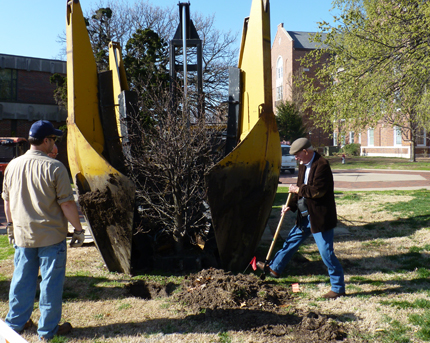George Platt, right, helps as workers remove WSU's Olympic oak tree for relocation.