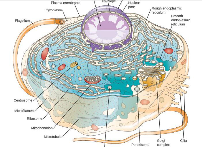 A sample page of the free Microbiology book shows was the textbook will look like.