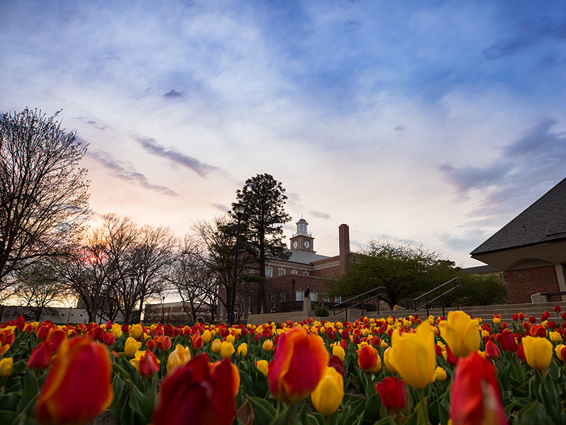 Campus with tulips