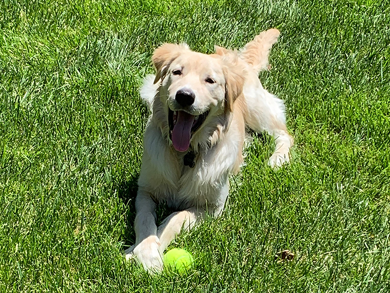 Rudy, the new first dog of Wichita State University. 