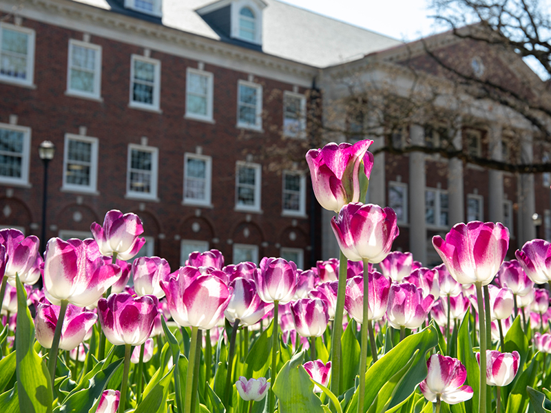 WSU spring campus flowers