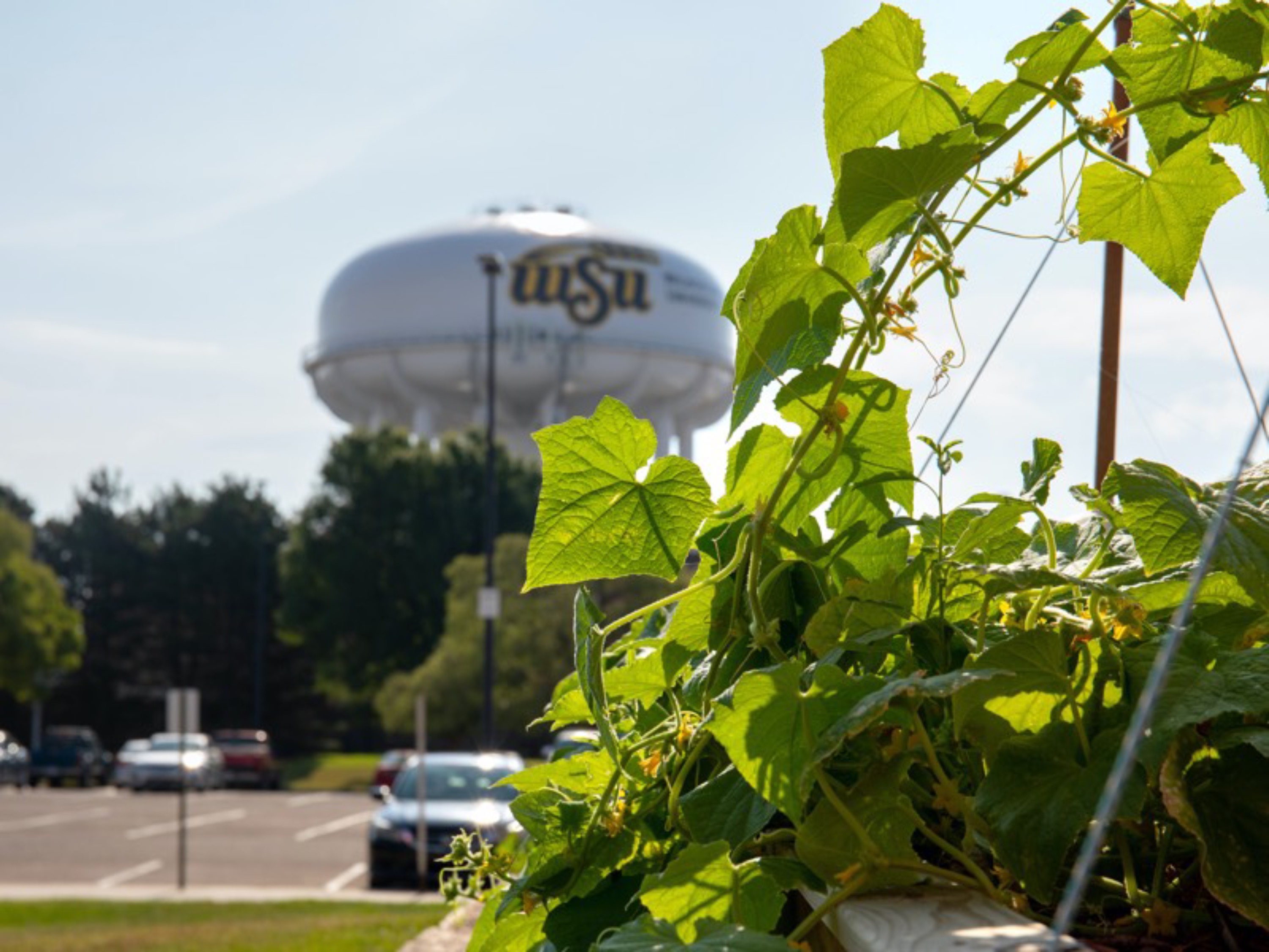 Photo of WSU water tower shot through some leaves on the far side of a parking lot. 