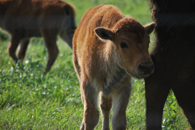 Grasslands story