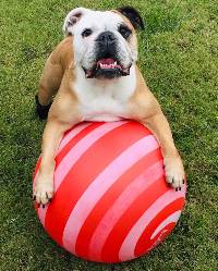placeholder Pets of Student Affairs