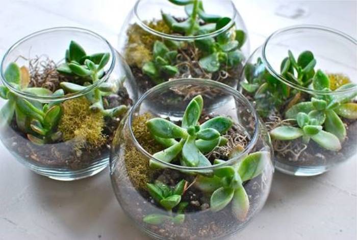 Terrarium March 17, 2020