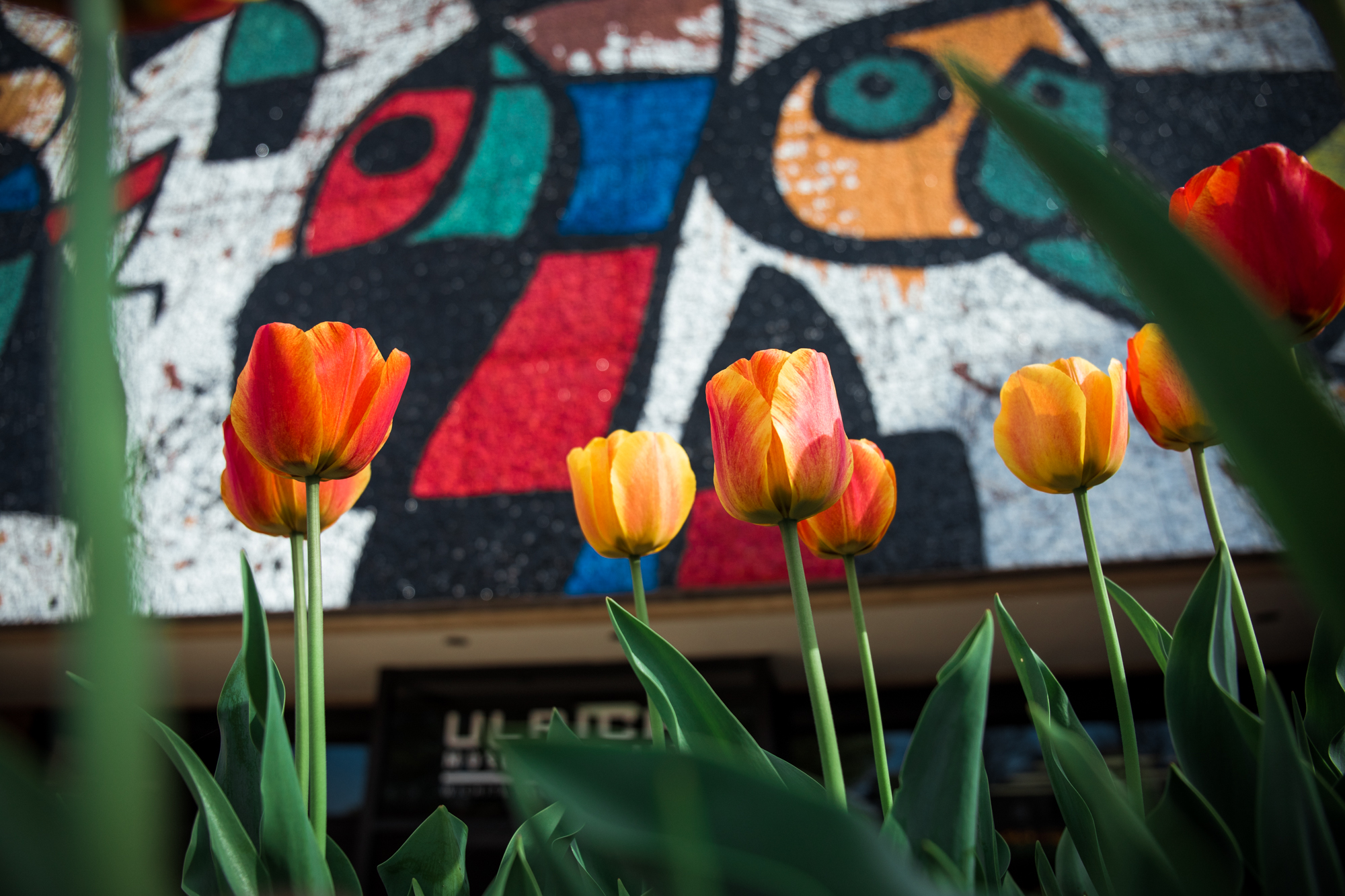 tulips in bloom