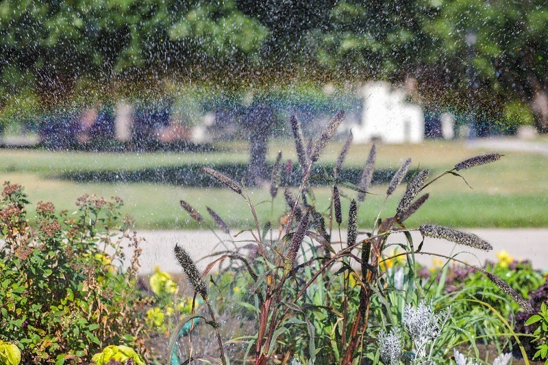 flowers in sprinkler