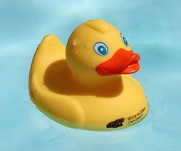 Photo of a rubber duck in a pool. 