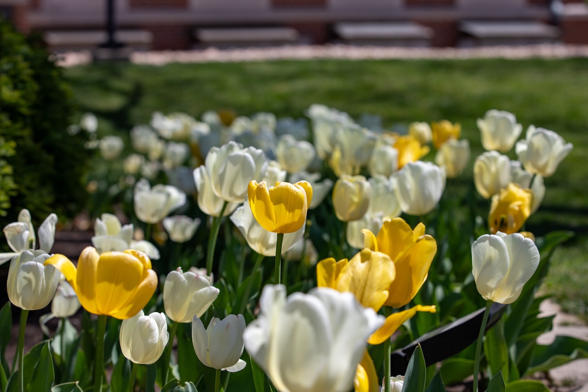 Flowers Header