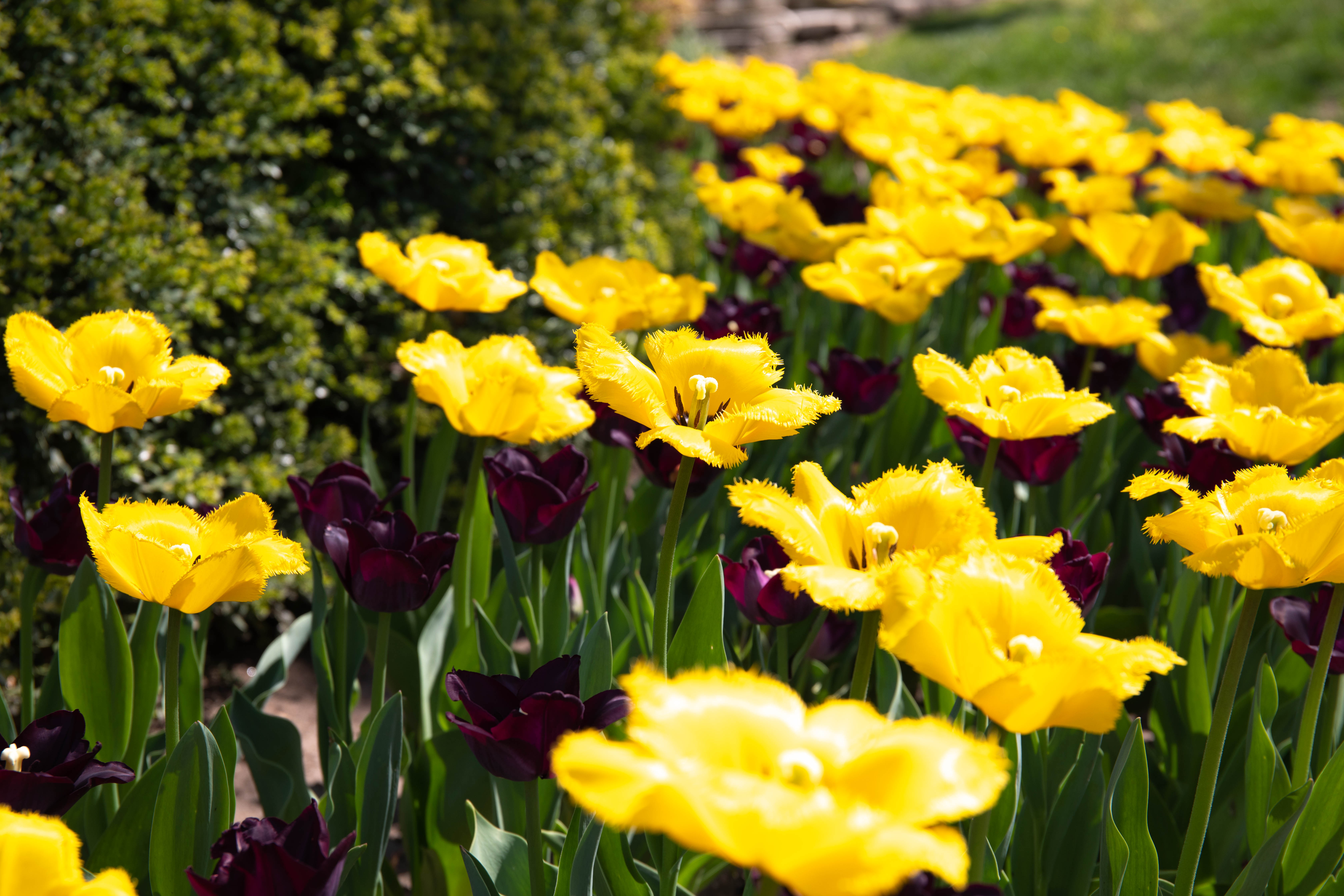 Flowers Header