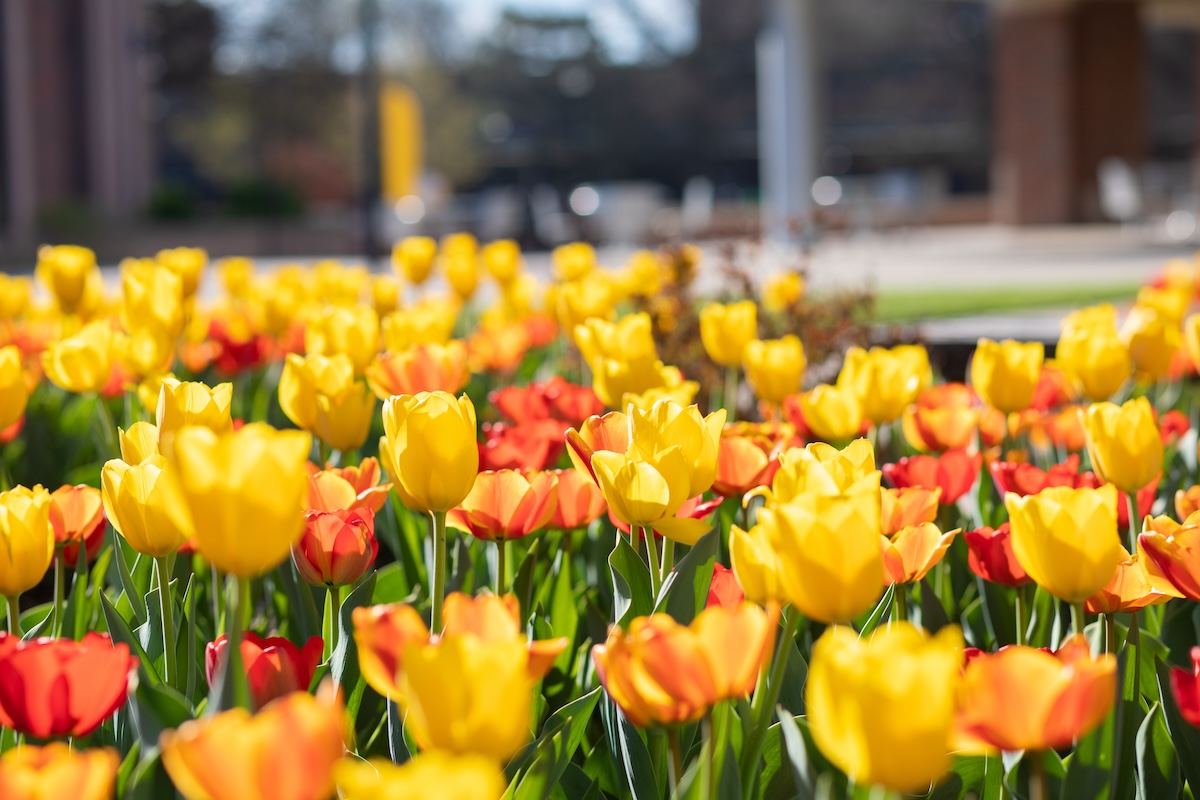 Flowers Header