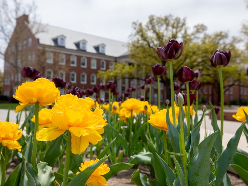 Undergraduate Student Resources