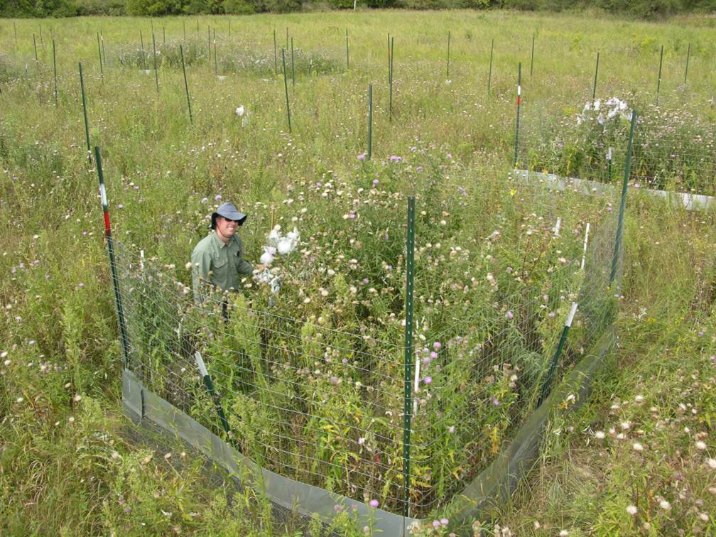 prairie exclosure plot with researcher 