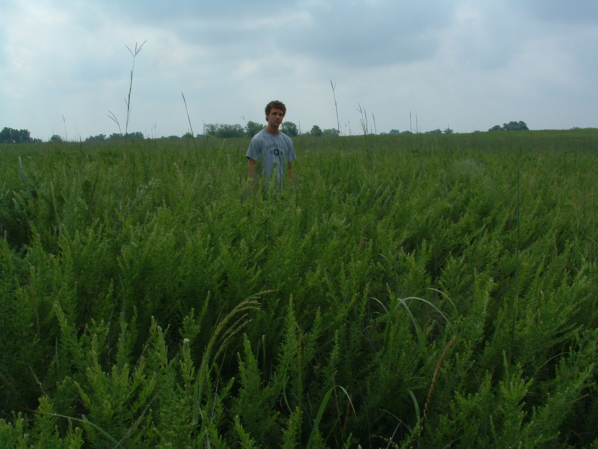 researcher in tall grass prairie