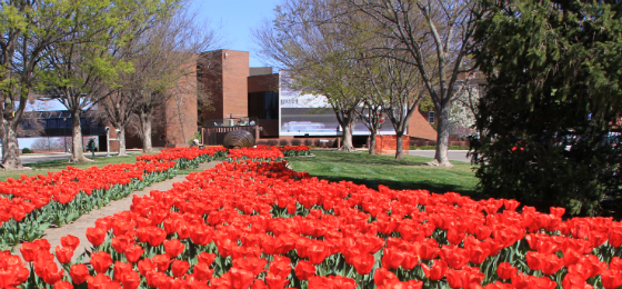 Millie_Tulips1_560x260.jpg: Red tulips decorate the lawn south of the Ulrich Museum