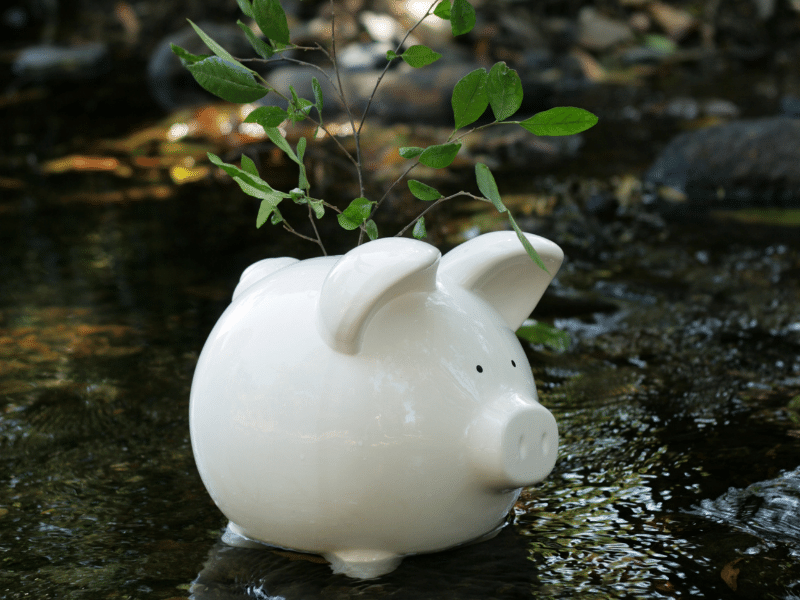 piggy bank in woodland stream