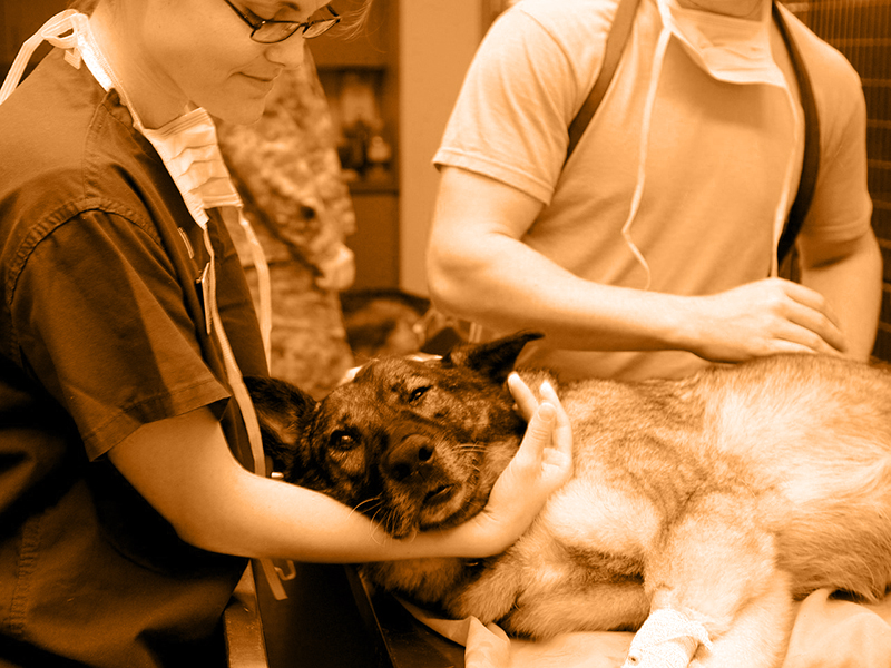 Pre-Veterinary Medicine