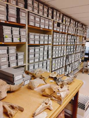 WichitaCityArchaeologist