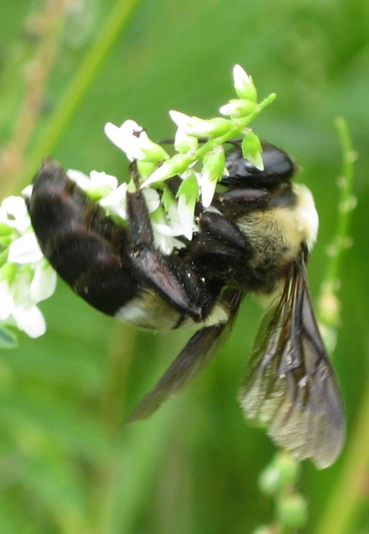 bee on flower