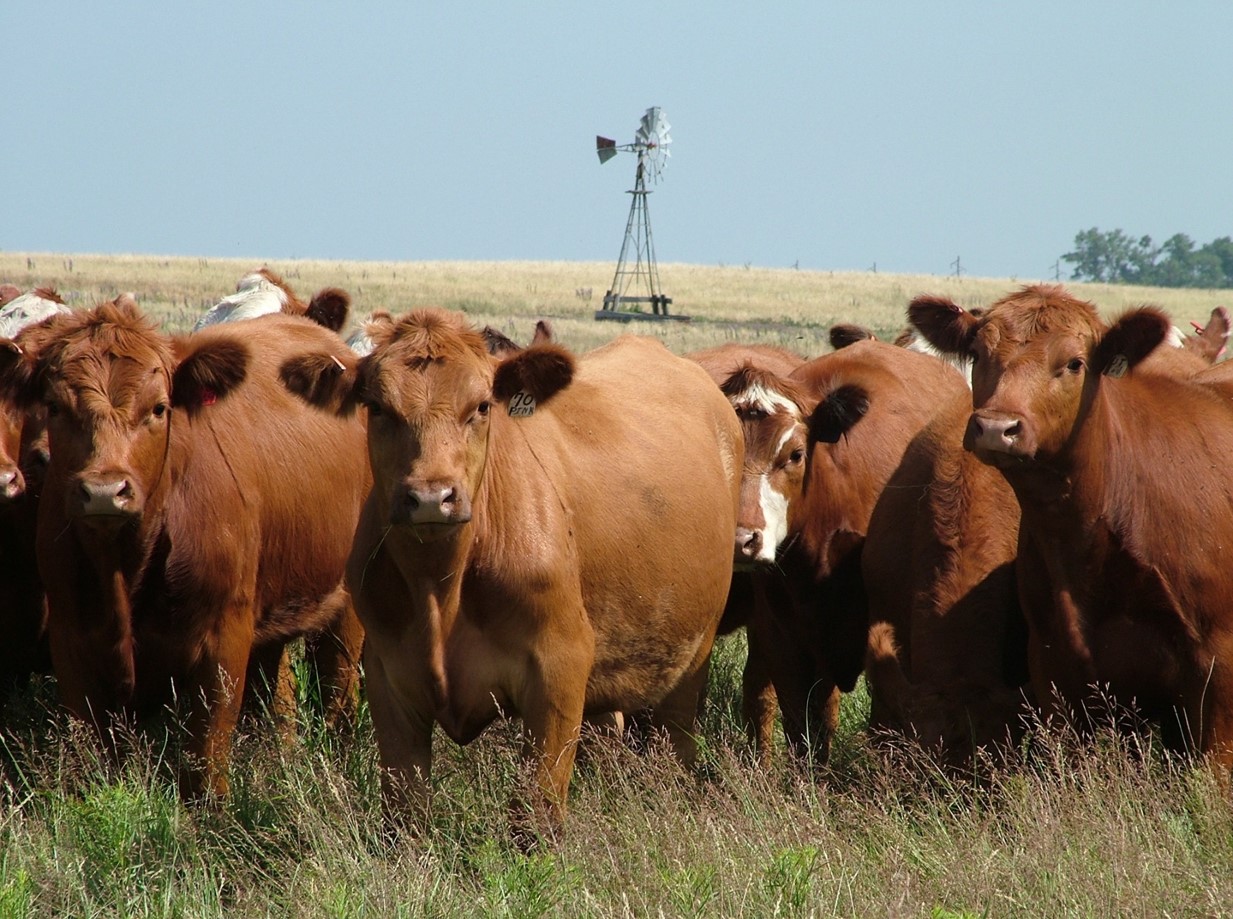 cows in pasture