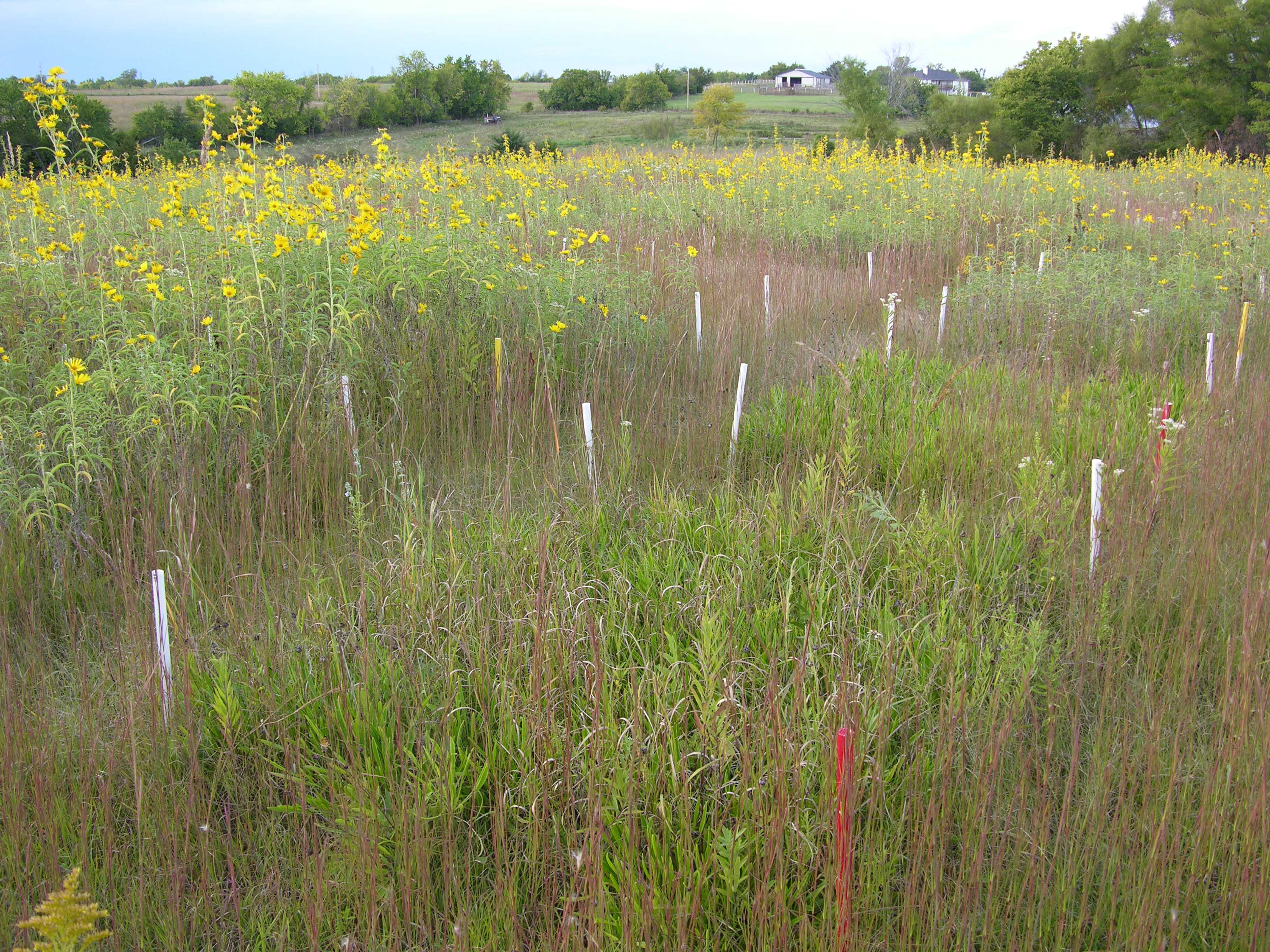 prairie plot