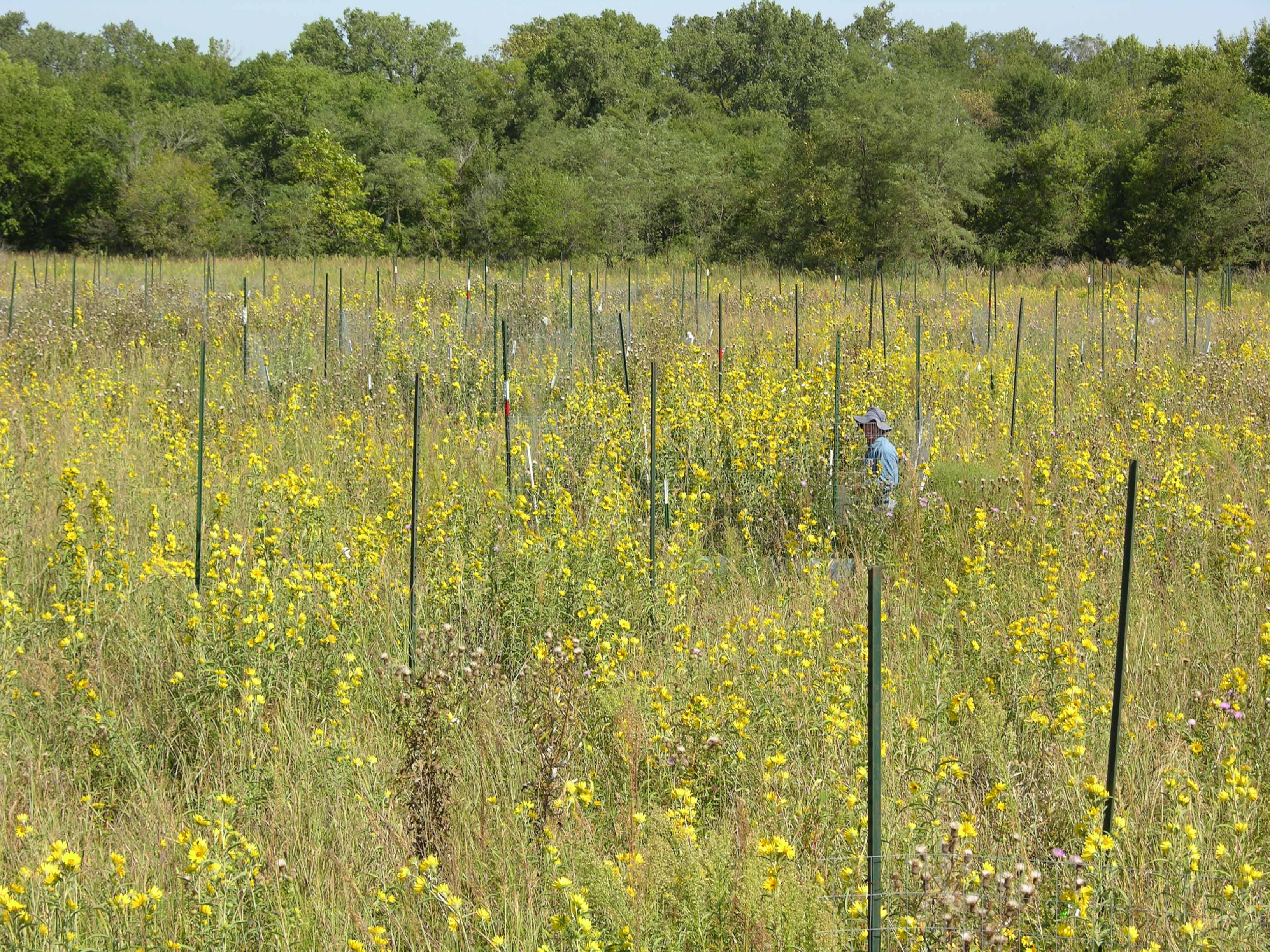 prairie field