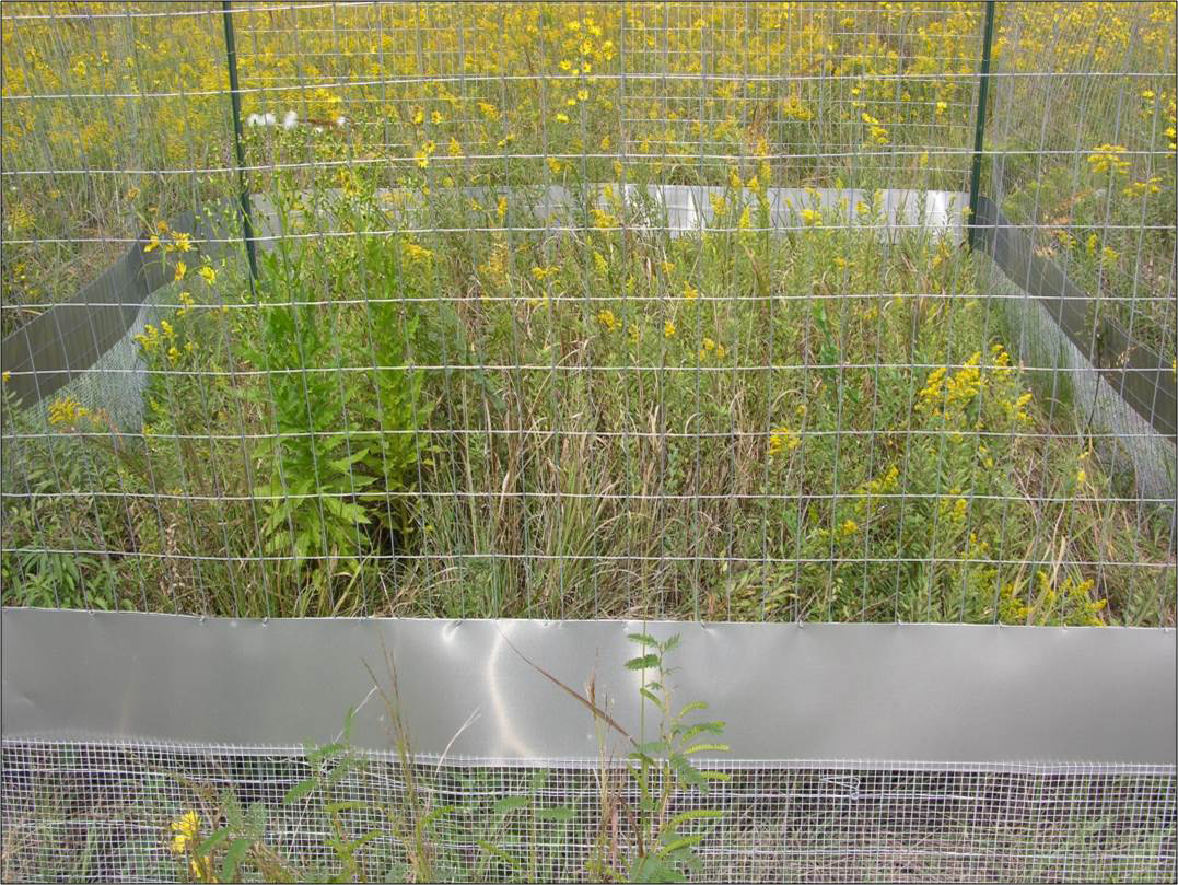 prairie exclosure plot (close up)
