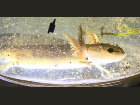 Little Mouth Salamander in Glass dish