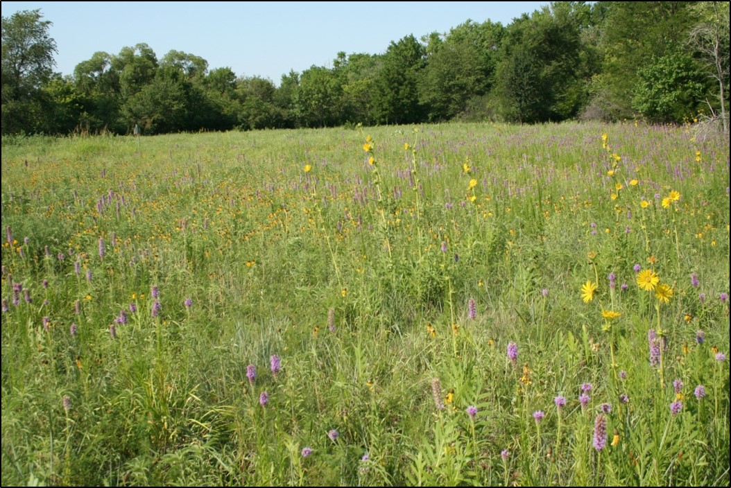 summer prairie vegetation