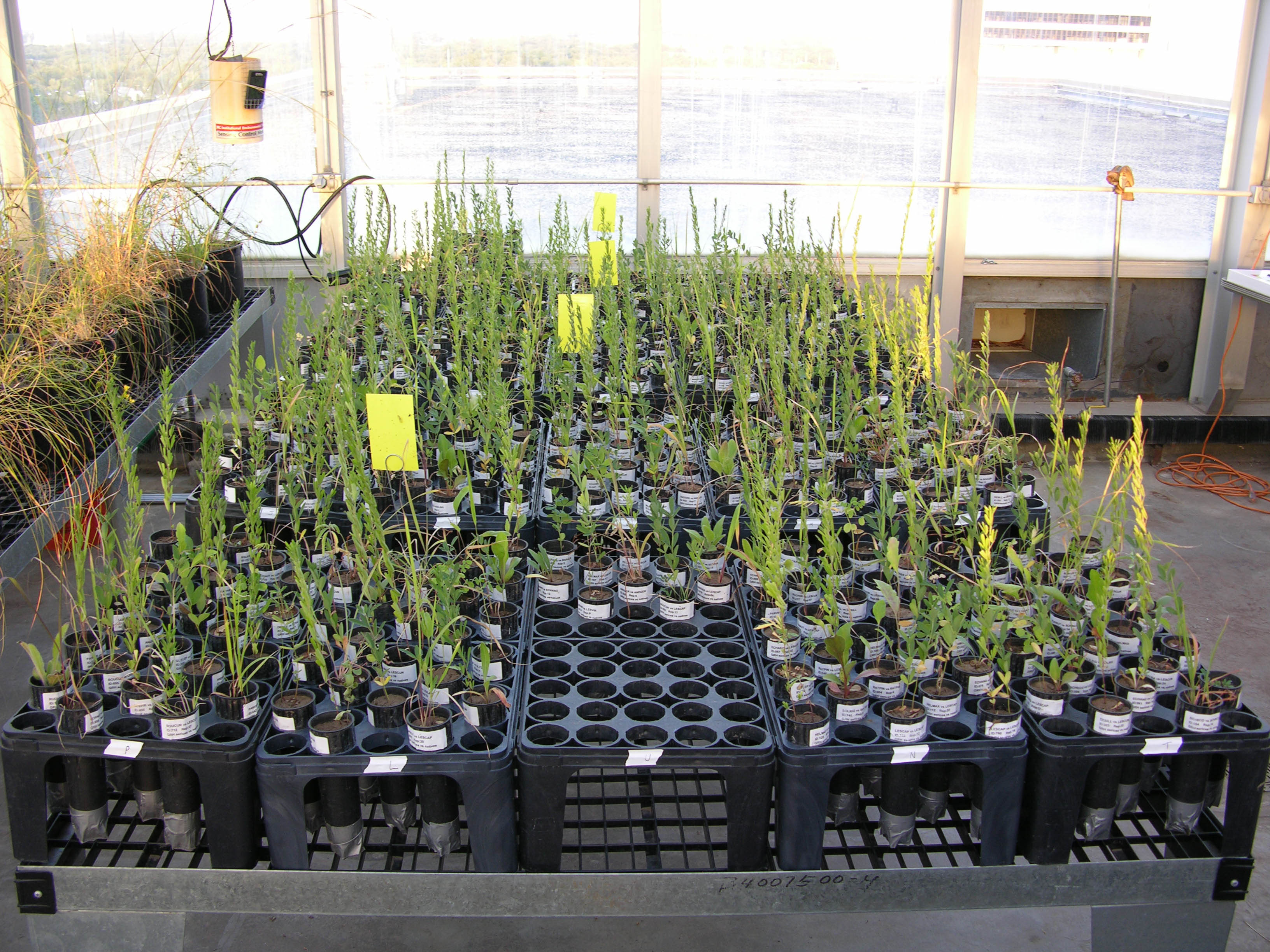 greenhouse experiment
