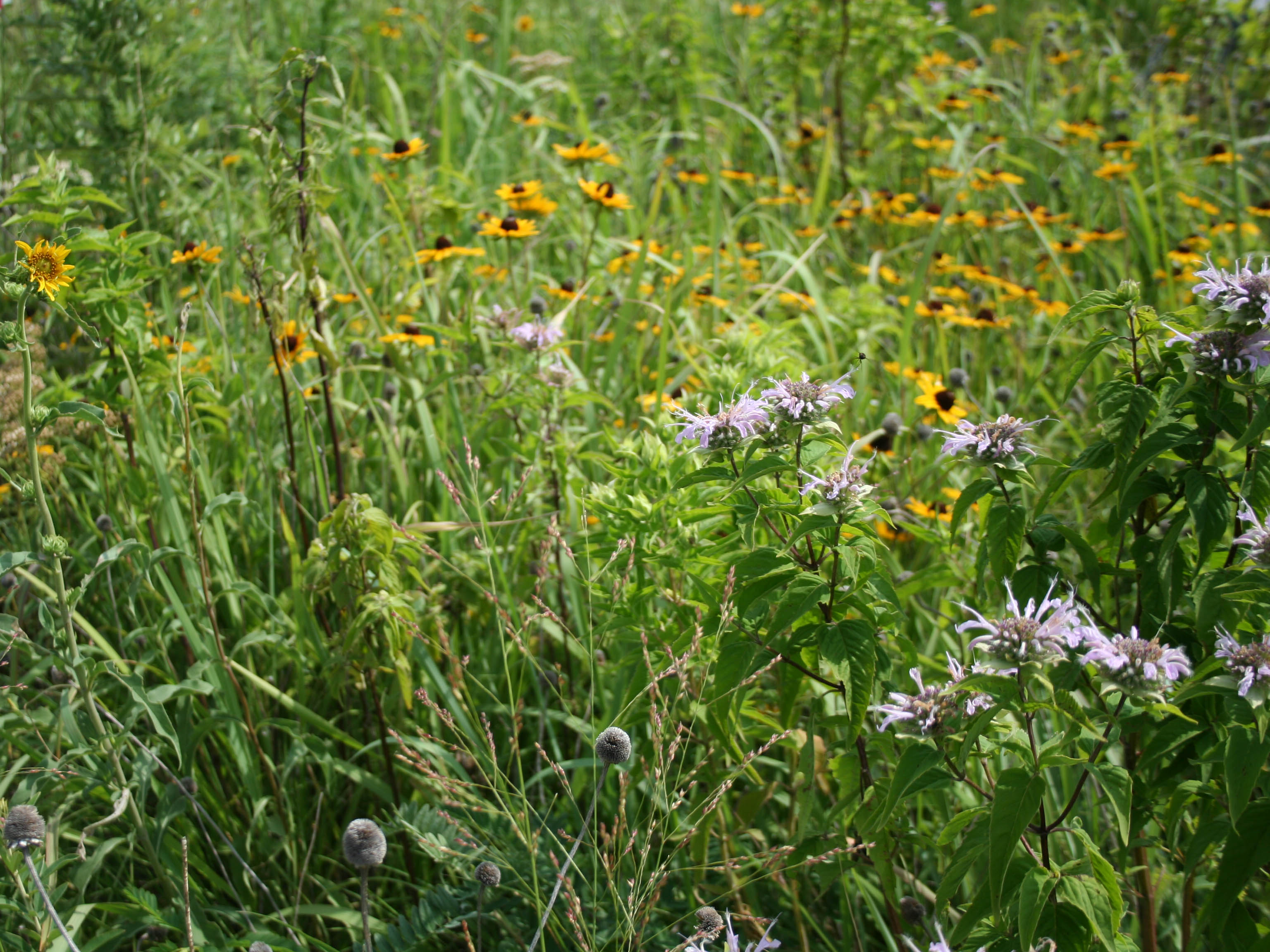 close up of plant community after 3 years growth