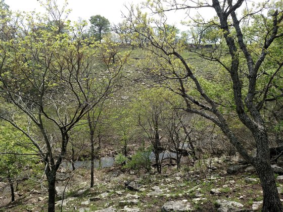 Trees viewed from top of slope. Near the base of the slope is a creek.