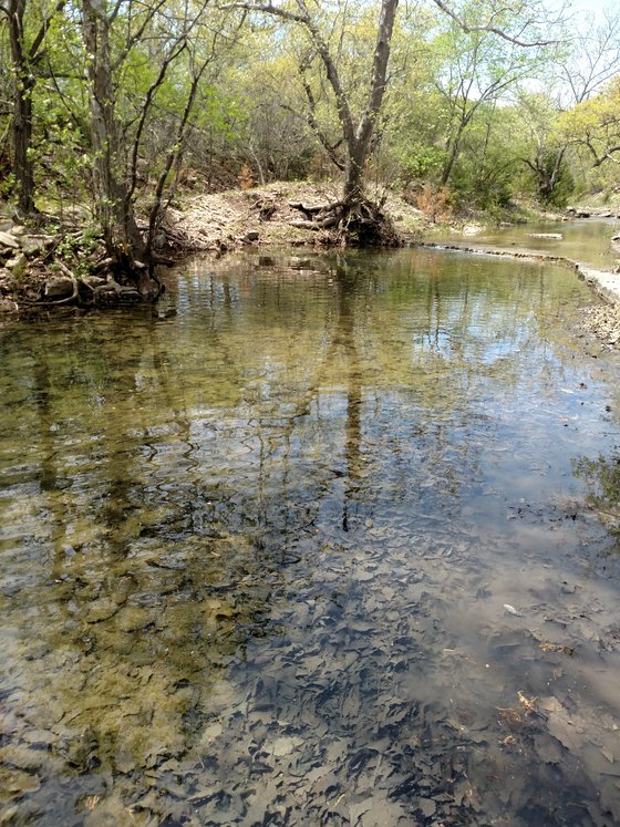 Aquatic diversity in Youngmeyer