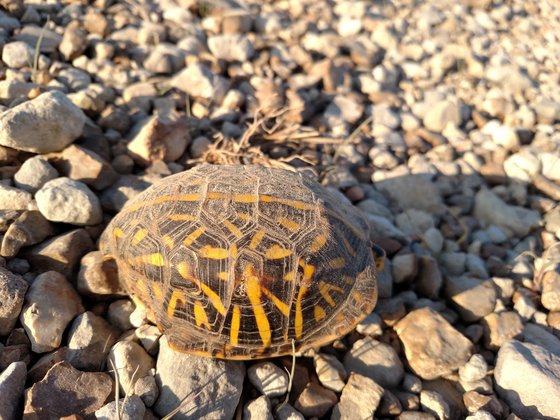 Box turtle on gravel, hiding in its shell.