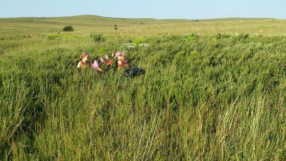 Researches assessing Sericea Lespedeza