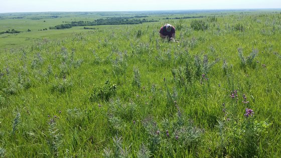 Dense Leadplant Vegetation