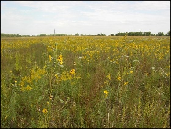 Field of tall yellow flowers
