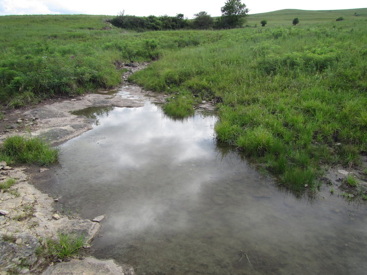 Photo of a creek surrounded by thick grass on a sunny day.
