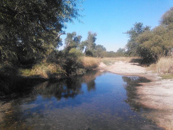 Photo of a creek with a tree hanging over on a sunny day