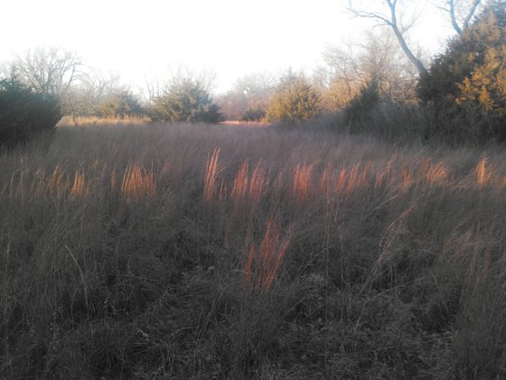 Prairie in Sellers Reserve