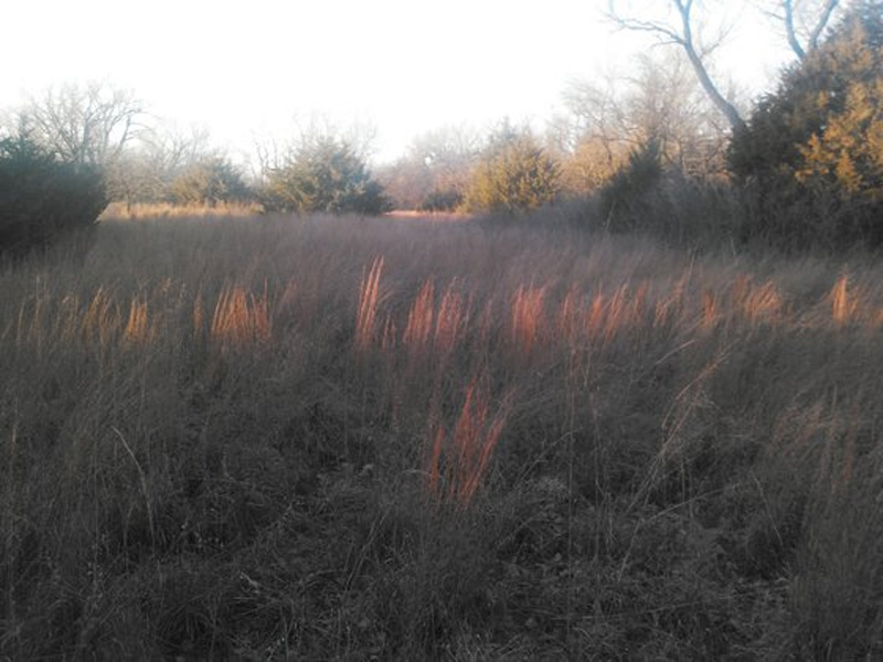 A small field of grass in Sellers Reserve