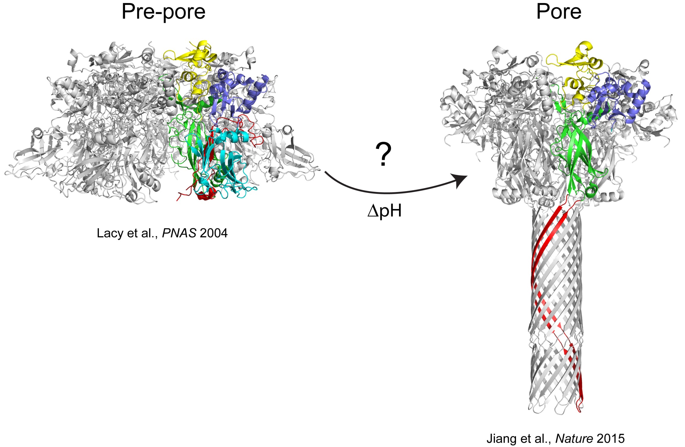 Diagram of how an Anthrax Protective Antigen functions. 