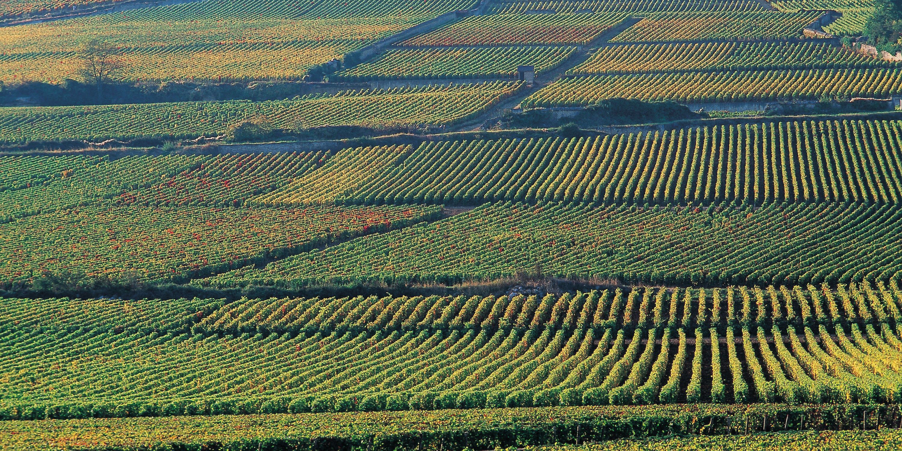 Multiple fields of unidentifiable crops.